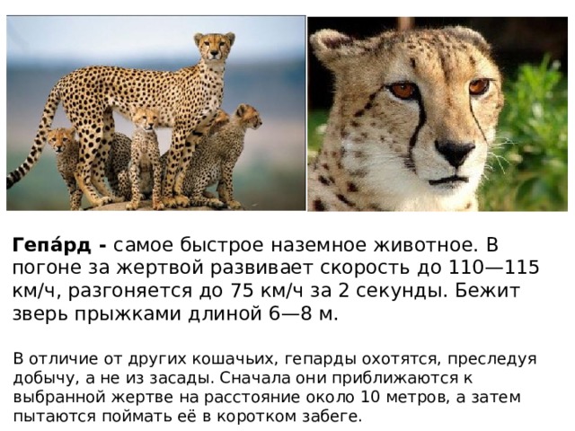 Гепа́рд - самое быстрое наземное животное. В погоне за жертвой развивает скорость до 110—115 км/ч, разгоняется до 75 км/ч за 2 секунды. Бежит зверь прыжками длиной 6—8 м. В отличие от других кошачьих, гепарды охотятся, преследуя добычу, а не из засады. Сначала они приближаются к выбранной жертве на расстояние около 10 метров, а затем пытаются поймать её в коротком забеге. 