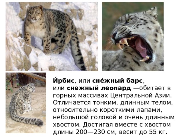 И́рбис , или  сне́жный барс , или  снежный леопард  —обитает в горных массивах Центральной Азии. Отличается тонким, длинным телом, относительно короткими лапами, небольшой головой и очень длинным хвостом. Достигая вместе с хвостом длины 200—230 см, весит до 55 кг.  