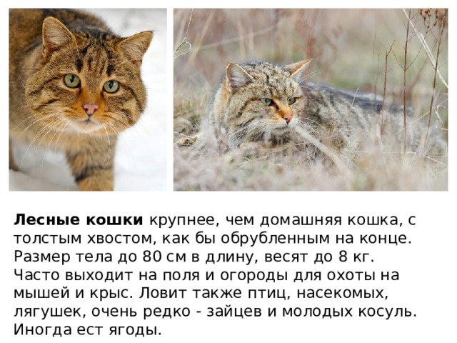Лесные кошки крупнее, чем домашняя кошка, с толстым хвостом, как бы обрубленным на конце. Размер тела до 80 см в длину, весят до 8 кг. Часто выходит на поля и огороды для охоты на мышей и крыс. Ловит также птиц, насекомых, лягушек, очень редко - зайцев и молодых косуль. Иногда ест ягоды.  