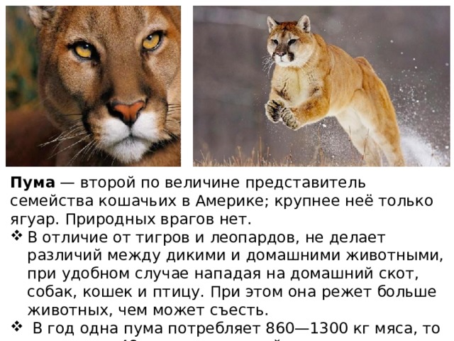 Пума  — второй по величине представитель семейства кошачьих в Америке; крупнее неё только ягуар. Природных врагов нет. В отличие от тигров и леопардов, не делает различий между дикими и домашними животными, при удобном случае нападая на домашний скот, собак, кошек и птицу. При этом она режет больше животных, чем может съесть.   В год одна пума потребляет 860—1300 кг мяса, то есть около 48 копытных зверей. 