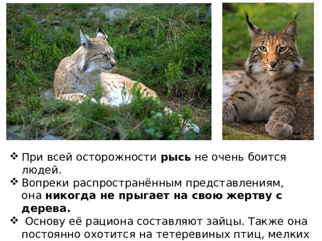 При всей осторожности рысь не очень боится людей. Вопреки распространённым представлениям, она  никогда не прыгает на свою жертву с дерева.   Основу её рациона составляют зайцы. Также она постоянно охотится на тетеревиных птиц, мелких грызунов, реже — небольших копытных. 