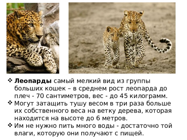 Леопарды самый мелкий вид из группы больших кошек – в среднем рост леопарда до плеч - 70 сантиметров, вес - до 45 килограмм. Могут затащить тушу весом в три раза больше их собственного веса на ветку дерева, которая находится на высоте до 6 метров. Им не нужно пить много воды - достаточно той влаги, которую они получают с пищей. 