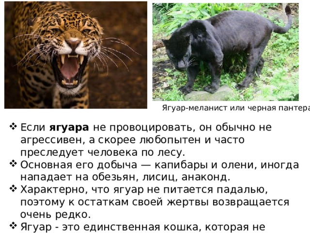 Ягуар-меланист или черная пантера Если ягуара не провоцировать, он обычно не агрессивен, а скорее любопытен и часто преследует человека по лесу. Основная его добыча — капибары и олени, иногда нападает на обезьян, лисиц, анаконд.  Характерно, что ягуар не питается падалью, поэтому к остаткам своей жертвы возвращается очень редко. Ягуар - это единственная кошка, которая не рычит. В  брачный период ягуар оглушительно ревёт. 