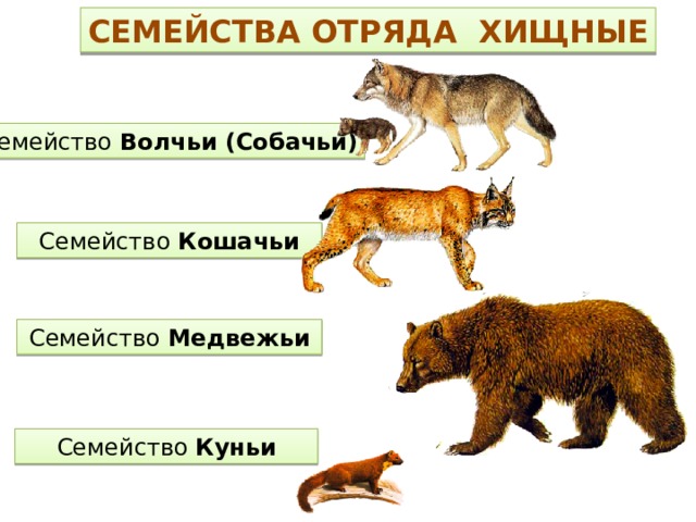 СЕМЕЙСТВА ОТРЯДА ХИЩНЫЕ Семейство Волчьи (Собачьи) Семейство Кошачьи Семейство Медвежьи Семейство Куньи 