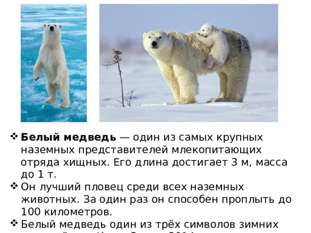 Белый медведь  — один из самых крупных наземных представителей млекопитающих отряда хищных. Его длина достигает 3 м, масса до 1 т.  Он лучший пловец среди всех наземных животных. За один раз он способен проплыть до 100 километров. Белый медведь один из трёх символов зимних олимпийских Игр в Сочи в 2014 году.  