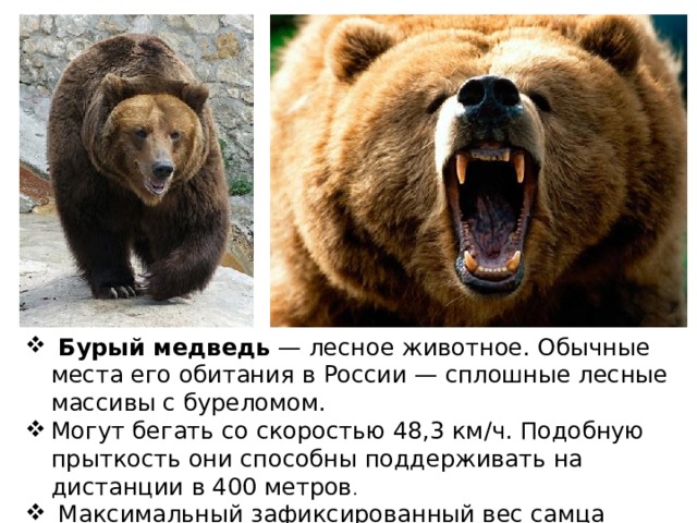   Бурый медведь  — лесное животное. Обычные места его обитания в России — сплошные лесные массивы с буреломом. Могут бегать со скоростью 48,3 км/ч. Подобную прыткость они способны поддерживать на дистанции в 400 метров .   Максимальный зафиксированный вес самца камчатского медведя составлял 600 кг, средний —450 кг. 