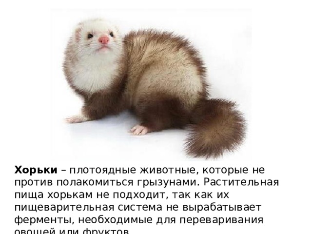 Хорьки – плотоядные животные, которые не против полакомиться грызунами. Растительная пища хорькам не подходит, так как их пищеварительная система не вырабатывает ферменты, необходимые для переваривания овощей или фруктов.   