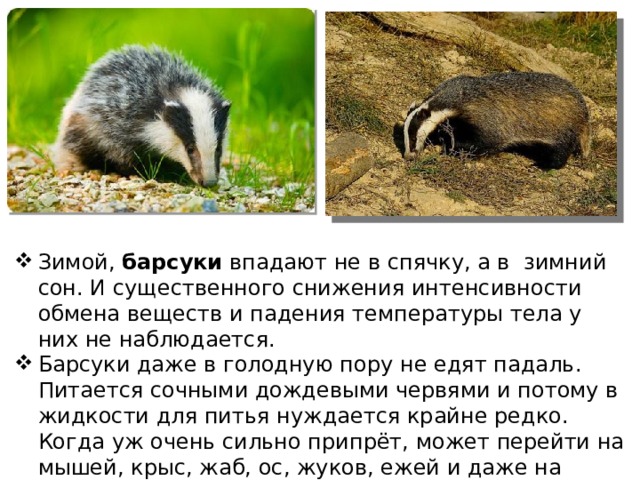 Зимой, барсуки впадают не в спячку, а в  зимний сон. И существенного снижения интенсивности обмена веществ и падения температуры тела у них не наблюдается. Барсуки даже в голодную пору не едят падаль. Питается сочными дождевыми червями и потому в жидкости для питья нуждается крайне редко. Когда уж очень сильно припрёт, может перейти на мышей, крыс, жаб, ос, жуков, ежей и даже на зерновые. 