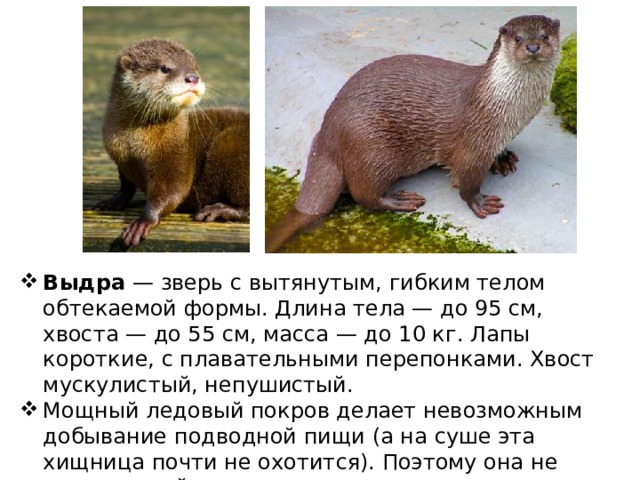 Выдра  — зверь с вытянутым, гибким телом обтекаемой формы. Длина тела — до 95 см, хвоста — до 55 см, масса — до 10 кг. Лапы короткие, с плавательными перепонками. Хвост мускулистый, непушистый. Мощный ледовый покров делает невозможным добывание подводной пищи (а на суше эта хищница почти не охотится). Поэтому она не живет зимой в крупных озерах... 