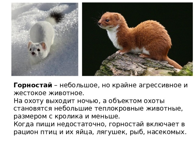 Горностай  – небольшое, но крайне агрессивное и жестокое животное. На охоту выходит ночью, а объектом охоты становятся небольшие теплокровные животные, размером с кролика и меньше. Когда пищи недостаточно, горностай включает в рацион птиц и их яйца, лягушек, рыб, насекомых.  