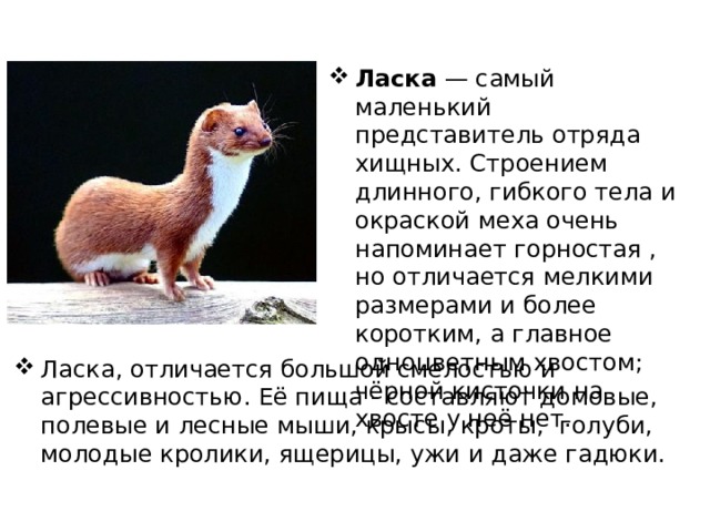 Ласка  — самый маленький представитель отряда хищных. Строением длинного, гибкого тела и окраской меха очень напоминает горностая , но отличается мелкими размерами и более коротким, а главное одноцветным хвостом; чёрной кисточки на хвосте у неё нет.  Ласка, отличается большой смелостью и агрессивностью. Её пища - составляют домовые, полевые и лесные мыши, крысы, кроты,  голуби, молодые кролики, ящерицы, ужи и даже гадюки.   