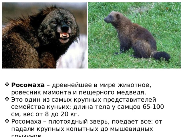 Росомаха  – древнейшее в мире животное, ровесник мамонта и пещерного медведя. Это один из самых крупных представителей семейства куньих: длина тела у самцов 65-100 см, вес от 8 до 20 кг. Росомаха – плотоядный зверь, поедает все: от падали крупных копытных до мышевидных грызунов. 