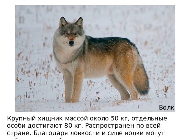 Волк Крупный хищник массой около 50 кг, отдельные особи достигают 80 кг. Распространен по всей стране. Благодаря ловкости и силе волки могут добывать зверей, по величине превосходящих их.  