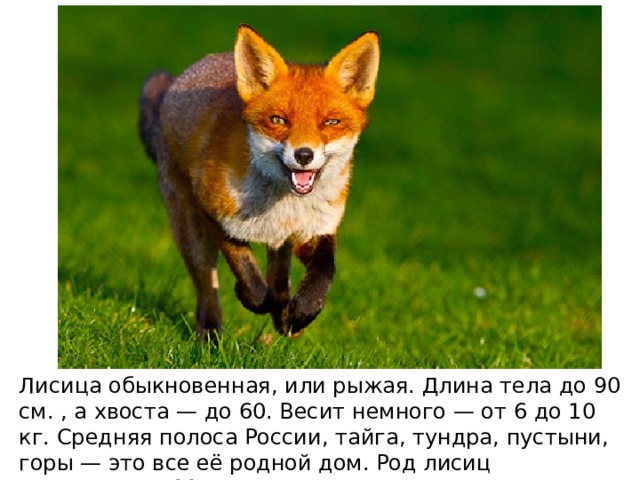 Лисица обыкновенная, или рыжая. Длина тела до 90 см. , а хвоста — до 60. Весит немного — от 6 до 10 кг. Средняя полоса России, тайга, тундра, пустыни, горы — это все её родной дом. Род лисиц насчитывает 11 видов. 