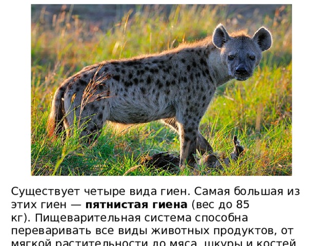 Существует четыре вида гиен. Самая большая из этих гиен —  пятнистая гиена (вес до 85 кг). Пищеварительная система способна переваривать все виды животных продуктов, от мягкой растительности до мяса, шкуры и костей. 