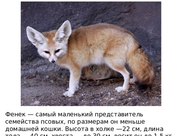 Фенек — самый маленький представитель семейства псовых, по размерам он меньше домашней кошки. Высота в холке —22 см, длина тела — 40 см, хвоста — до 30 см, весит он до 1,5 кг. 