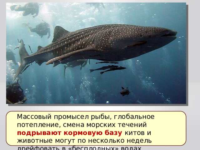 Массовый промысел рыбы, глобальное потепление, смена морских течений подрывают кормовую базу китов и животные могут по несколько недель дрейфовать в «бесплодных» водах.  