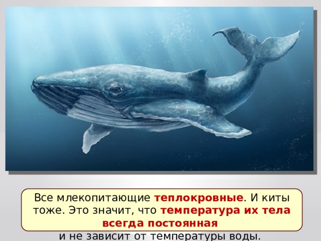 Все млекопитающие теплокровные . И киты тоже. Это значит, что температура их тела всегда постоянная и не зависит от температуры воды. 