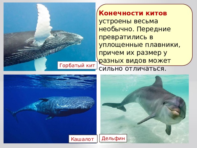 Конечности китов устроены весьма необычно. Передние превратились в уплощенные плавники, причем их размер у разных видов может сильно отличаться. Горбатый кит Дельфин Кашалот 