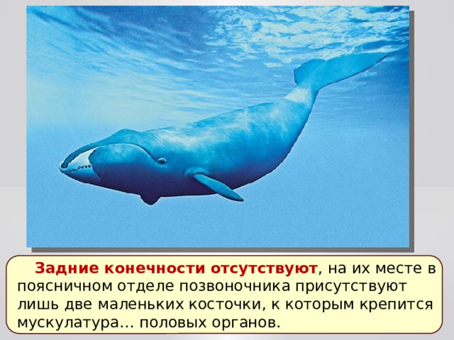 Задние конечности отсутствуют , на их месте в поясничном отделе позвоночника присутствуют лишь две маленьких косточки, к которым крепится мускулатура… половых органов. 
