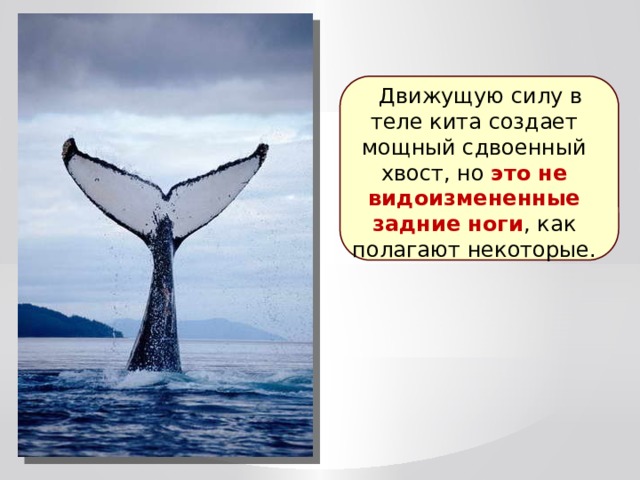 Движущую силу в теле кита создает мощный сдвоенный хвост, но это не видоизмененные задние ноги , как полагают некоторые. 