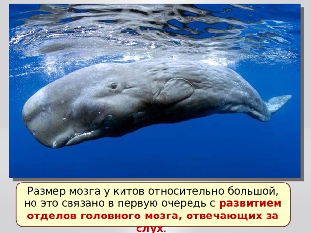 Размер мозга у китов относительно большой, но это связано в первую очередь с развитием отделов головного мозга, отвечающих за слух . 