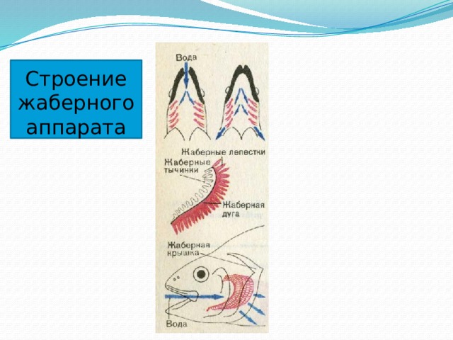 Строение  жаберного аппарата 