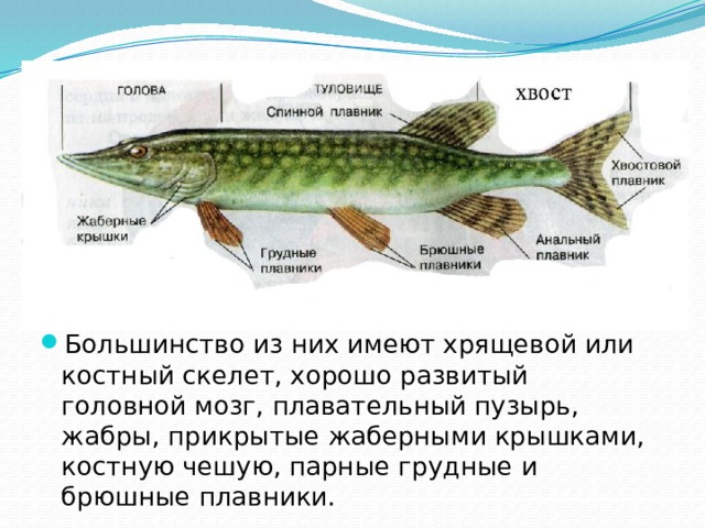 Большинство из них имеют хрящевой или костный скелет, хорошо развитый головной мозг, плавательный пузырь, жабры, прикрытые жаберными крышками, костную чешую, парные грудные и брюшные плавники. 