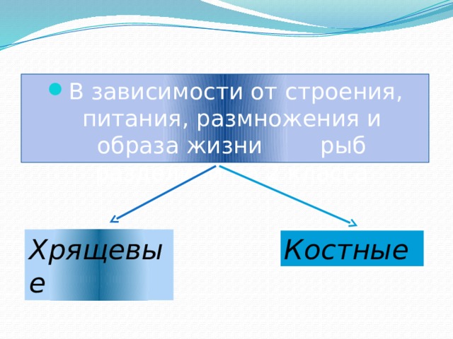 В зависимости от строения, питания, размножения и образа жизни рыб разделили на 2 класса Хрящевые Костные 