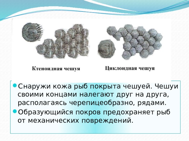 Снаружи кожа рыб покрыта чешуей. Чешуи своими концами налегают друг на друга, располагаясь черепицеобразно, рядами. Образующийся покров предохраняет рыб от механических повреждений. 