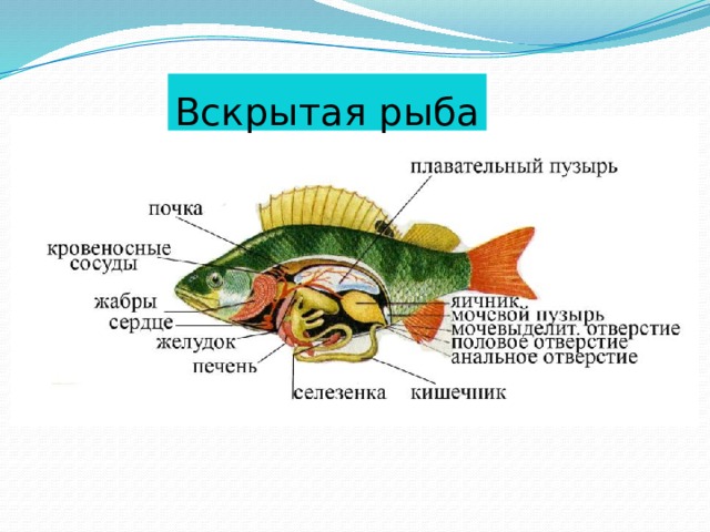 Вскрытая рыба 