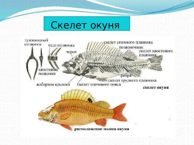 Скелет окуня 