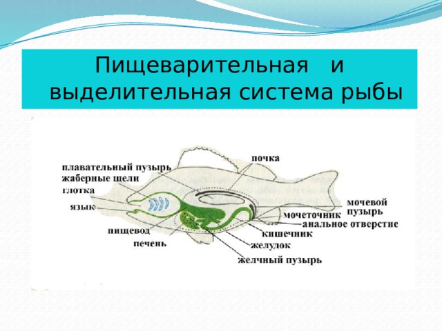 Пищеварительная и выделительная система рыбы 