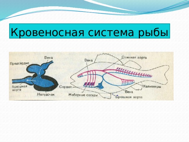 Кровеносная система рыбы 