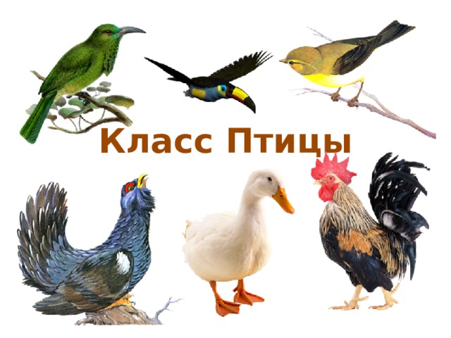 Класс Птицы 