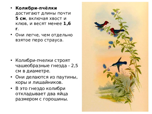 Колибри-пчёлки достигают длины почти 5 см , включая хвост и клюв, и весят менее 1,6 г . Они легче, чем отдельно взятое перо страуса. Колибри-пчелки строят чашеобразные гнезда - 2,5 см в диаметре. Они делаются из паутины, коры и лишайников. В это гнездо колибри откладывает два яйца размером с горошины.   
