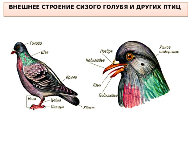 ВНЕШНЕЕ СТРОЕНИЕ СИЗОГО ГОЛУБЯ И ДРУГИХ ПТИЦ  