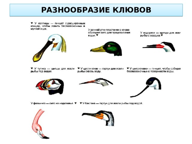 РАЗНООБРАЗИЕ КЛЮВОВ 