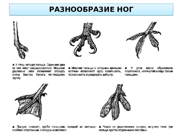 РАЗНООБРАЗИЕ НОГ 