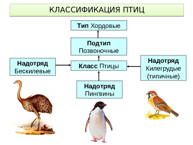 КЛАССИФИКАЦИЯ ПТИЦ Тип Хордовые Подтип Позвоночные Надотряд Килегрудые (типичные) Надотряд Бескилевые Класс Птицы Надотряд Пингвины 