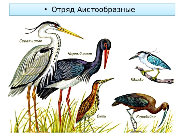 Отряд Аистообразные 