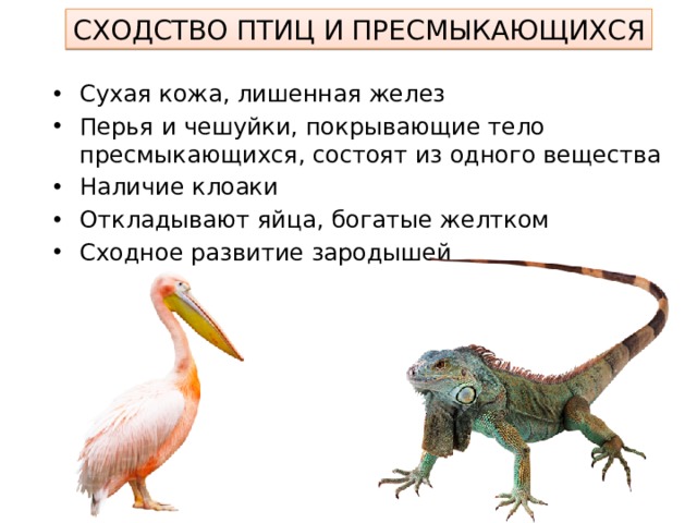 СХОДСТВО ПТИЦ И ПРЕСМЫКАЮЩИХСЯ Сухая кожа, лишенная желез Перья и чешуйки, покрывающие тело пресмыкающихся, состоят из одного вещества Наличие клоаки Откладывают яйца, богатые желтком Сходное развитие зародышей 
