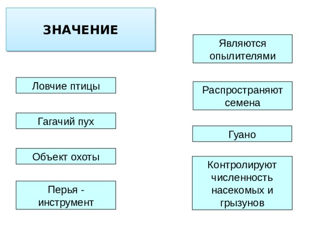 ЗНАЧЕНИЕ  Являются опылителями Ловчие птицы Распространяют семена Гагачий пух Гуано Объект охоты Контролируют численность насекомых и грызунов Перья - инструмент 