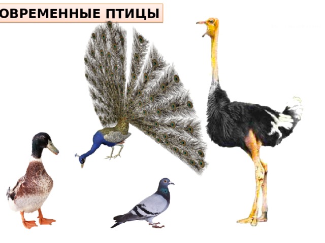 СОВРЕМЕННЫЕ ПТИЦЫ 