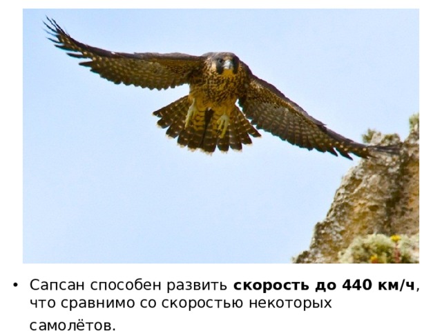 Сапсан способен развить скорость до 440 км/ч , что сравнимо со скоростью некоторых самолётов.   