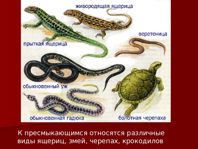 К пресмыкающимся относятся различные виды ящериц, змей, черепах, крокодилов  
