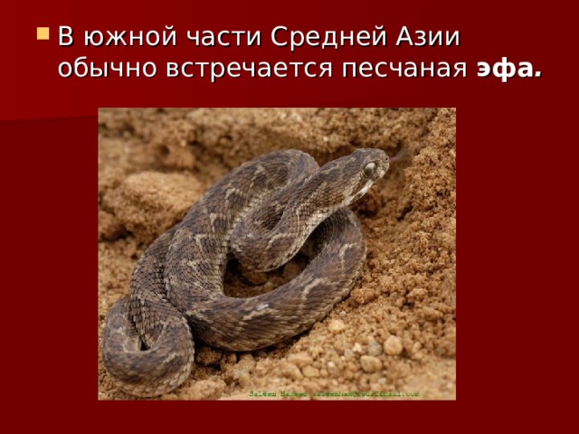 В южной части Средней Азии обычно встречается песчаная эфа .  