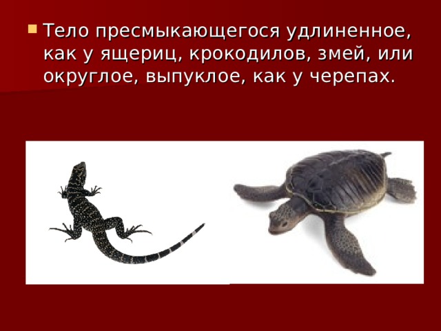 Тело пресмыкающегося удлиненное, как у ящериц, крокодилов, змей, или округлое, выпуклое, как у черепах. 