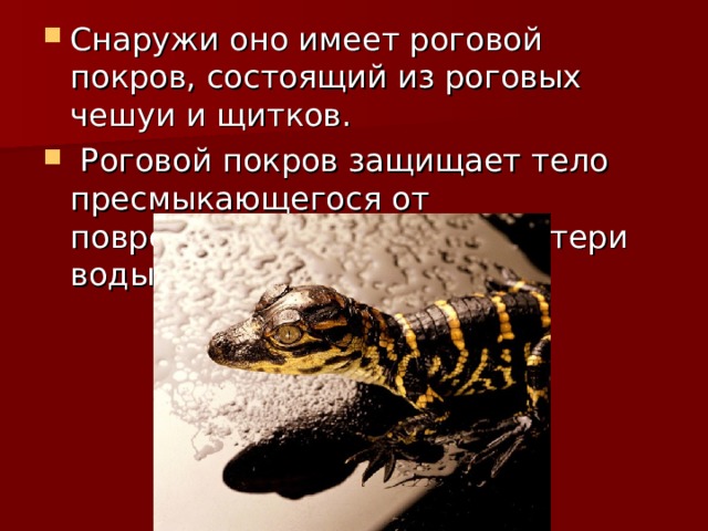 Снаружи оно имеет роговой покров, состоящий из роговых чешуи и щитков.  Роговой покров защищает тело пресмыкающегося от повреждений, а также от потери воды. 