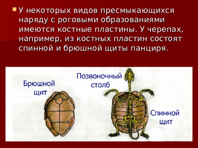 У некоторых видов пресмыкающихся наряду с роговыми образованиями имеются костные пластины. У черепах, например, из костных пластин состоят спинной и брюшной щиты панциря. 